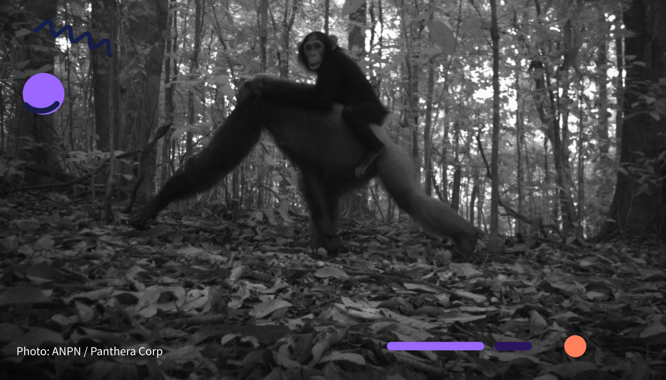 Image : Using AI to support Wildlife Conservation